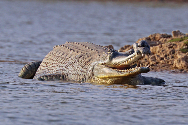 National Chambal Sanctuary