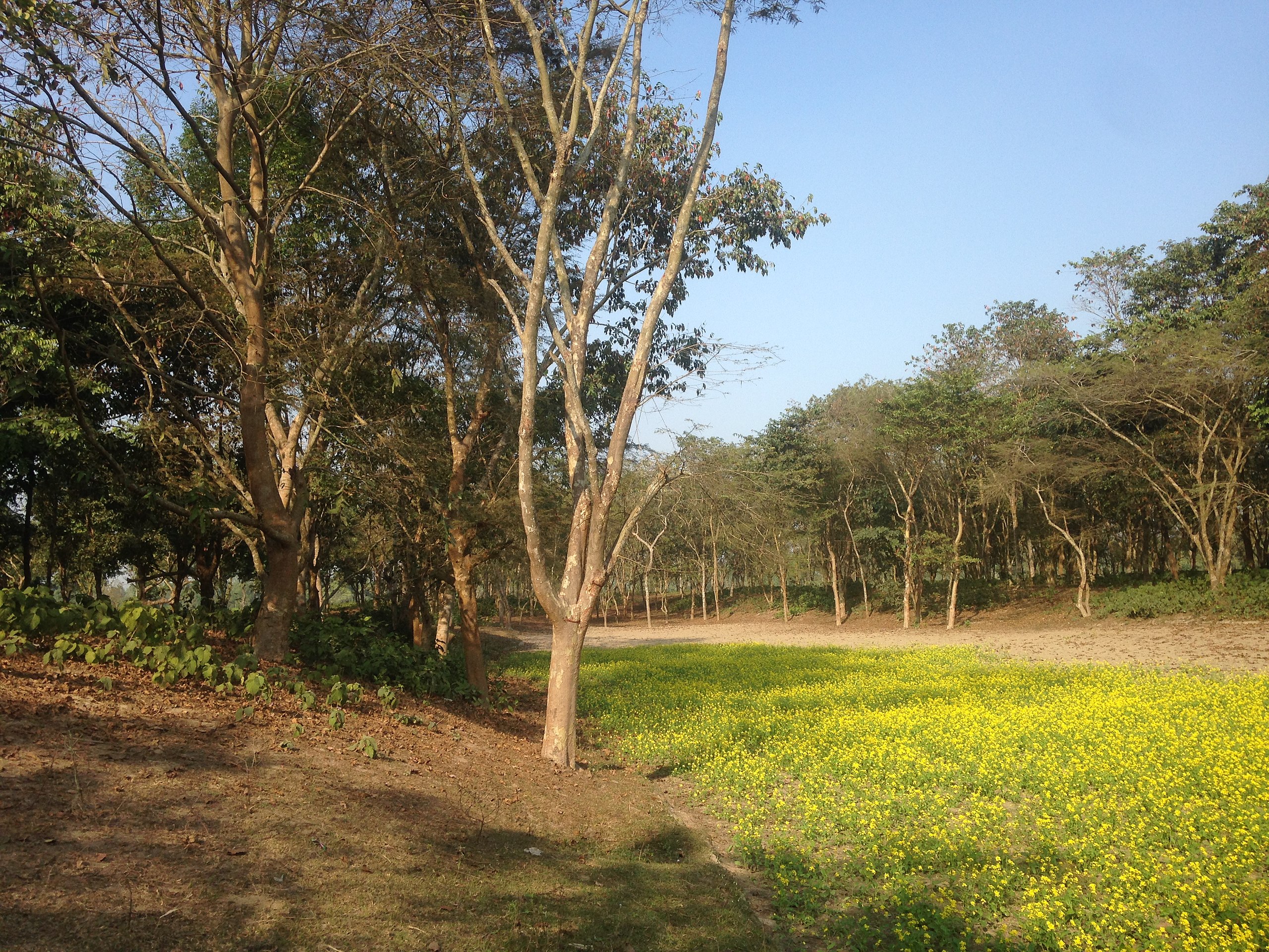 Shikarpur Forest